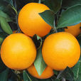 麻陽冰糖橙