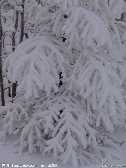 雪珊瑚 雪珊瑚