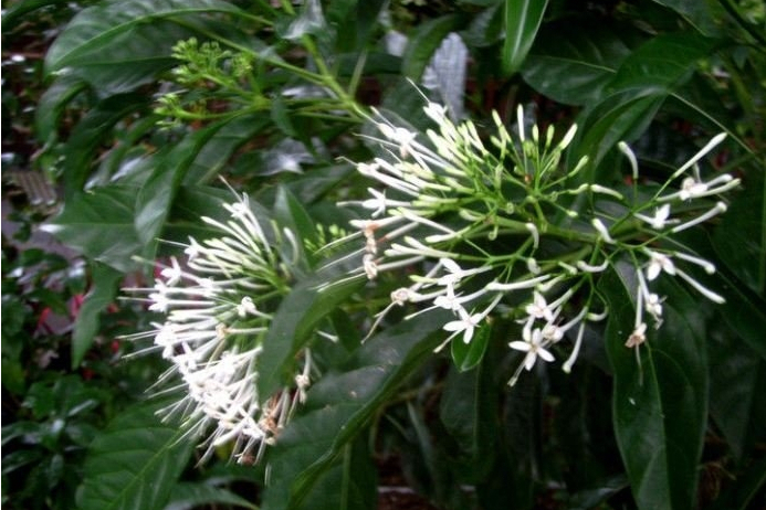 腋花茜木 腋花茜木