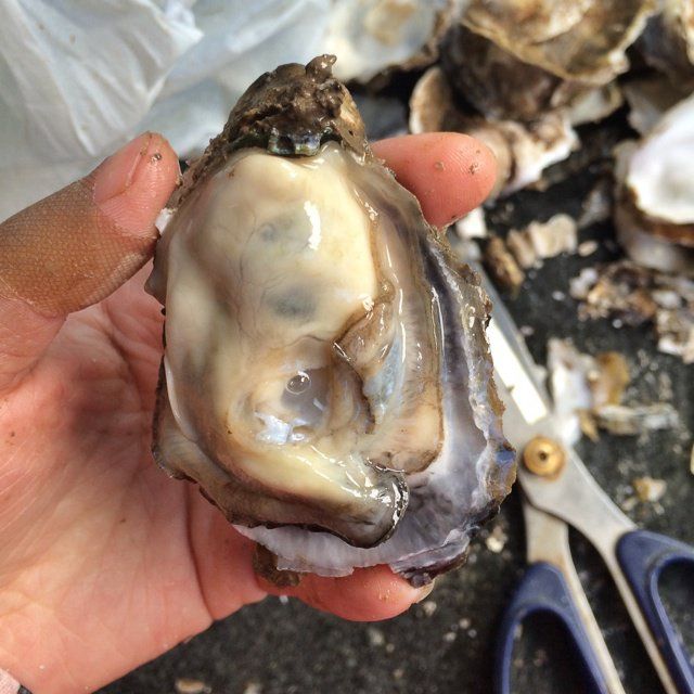 新鮮牡蠣 新鮮牡蠣
