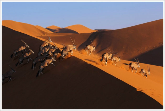 納米布沙漠生物