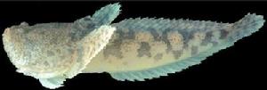 豹蟾魚