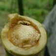 竹筍泉蠅 竹筍泉蠅