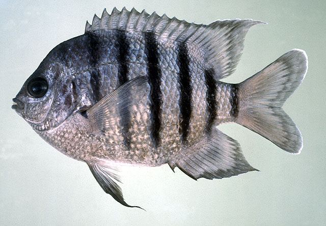 豆娘魚屬 豆娘魚屬