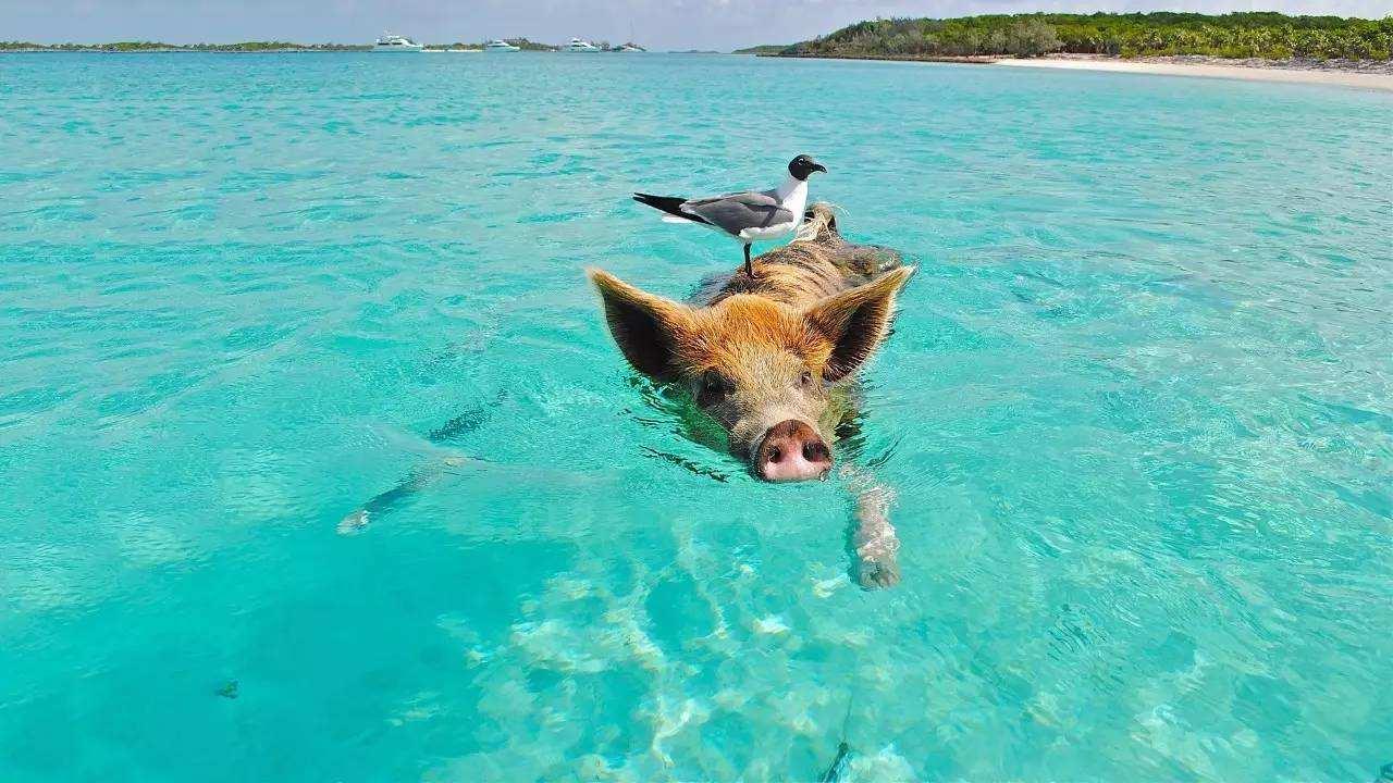 全球唯一被豬占領的島，為何禁止人類居住？