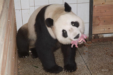“幗幗”嘴中含著剛出生的大熊貓寶寶