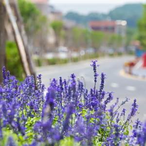 桃源北路