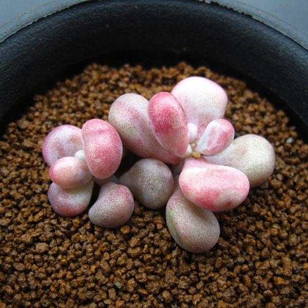 Graptopetalum amethystinum (Rose)Walther Graptopetalum amethystinum (Rose)Walther