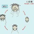 疥蟲檢查法 疥蟲檢查法