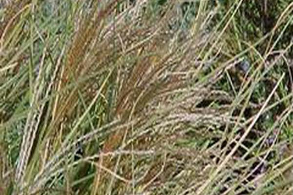 Miscanthus sinensis \x27Morning Light\x27