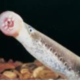八目鰻魚 八目鰻魚