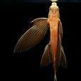 細身飛魚 細身飛魚