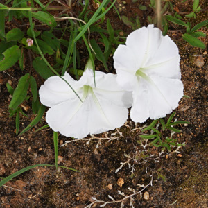 Ipomoea desmophylla