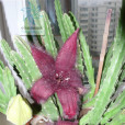 大豹皮花 大豹皮花