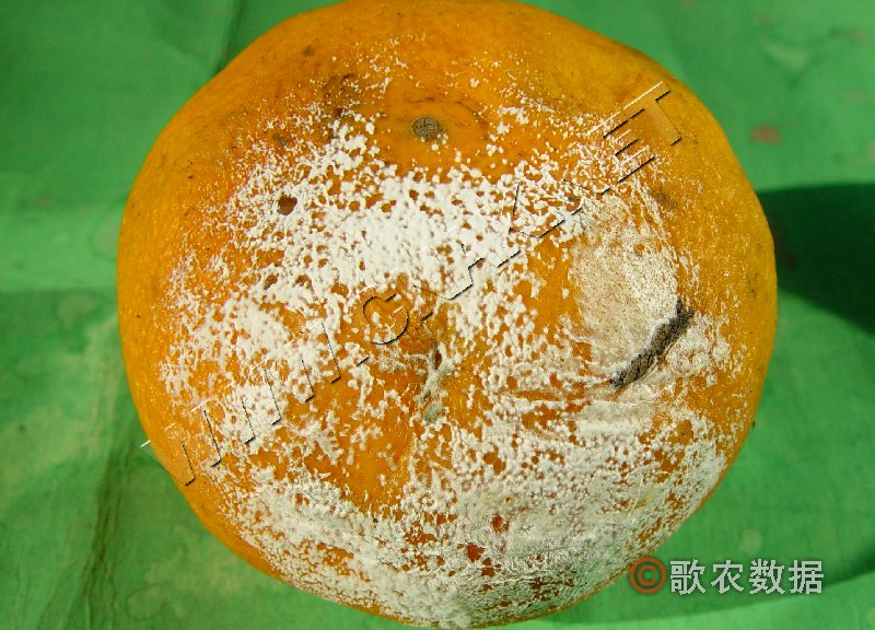 柑橘青黴病