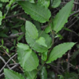 尖葉牛尾菜 尖葉牛尾菜