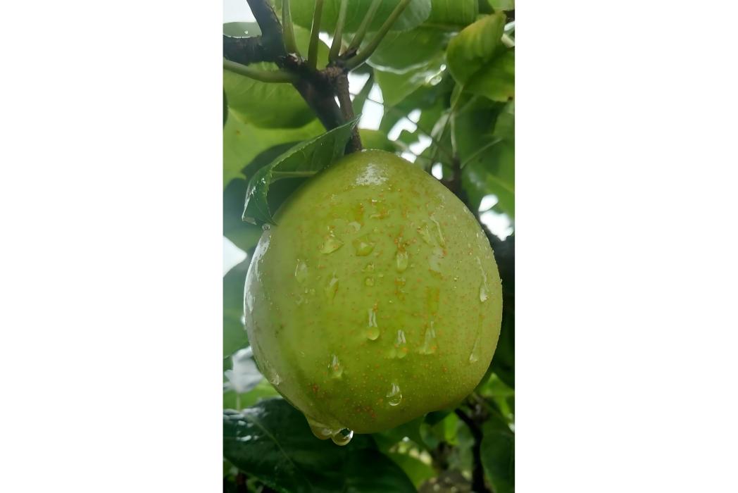 金水2號梨 金水2號梨