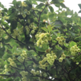 燈籠樹 燈籠樹