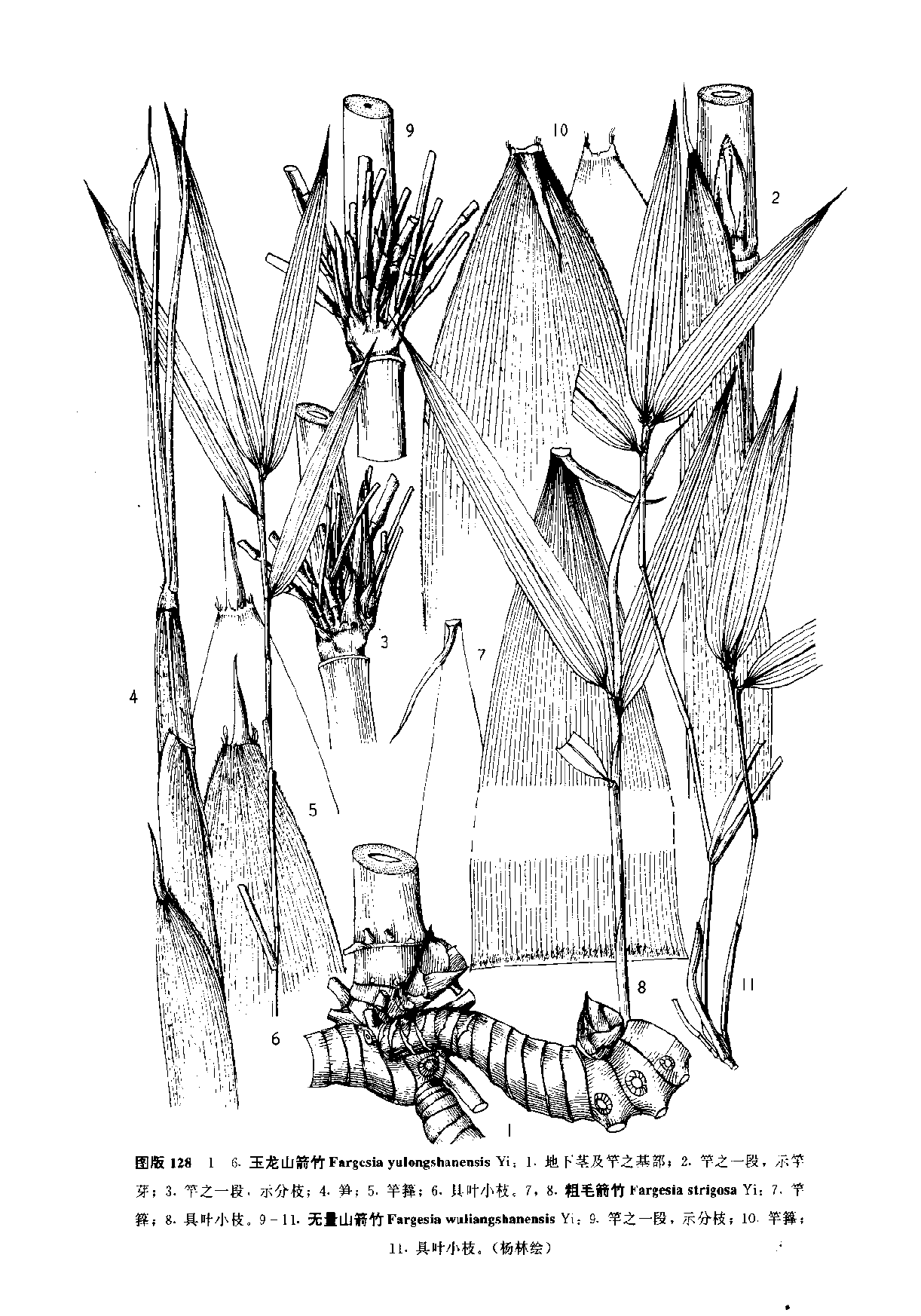 無量山箭竹(圖1)