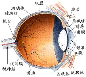 眼睛的聚焦能力主要來自角膜