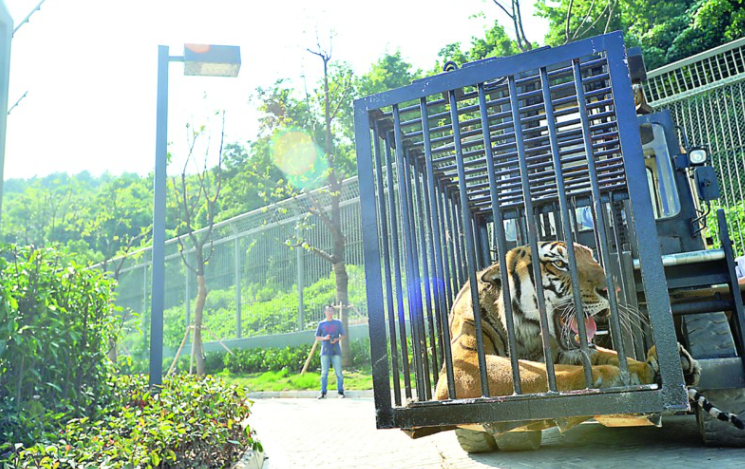 中國華南虎蘇州培育基地