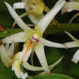 香花毛蘭 香花毛蘭