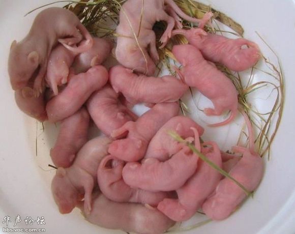 鼠乳病 鼠乳病