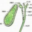 膽道炎 膽道炎
