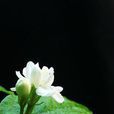 茉莉·莫離