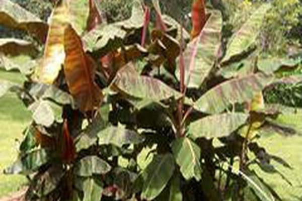 Musa acuminata \x27Zebrina\x27