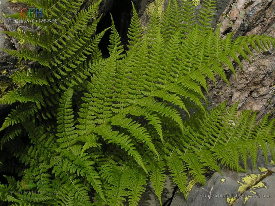歐洲鱗毛蕨 歐洲鱗毛蕨