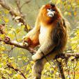 金絲猴自然保護區