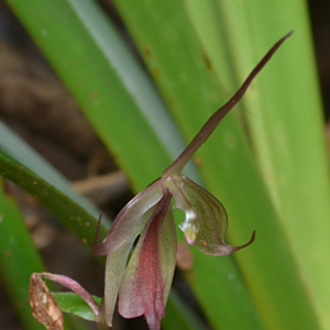 Stigmatodactylus cymbalariifolius