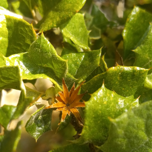 Anastraphia buchii