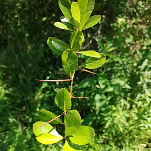 Crataegus crus-galli