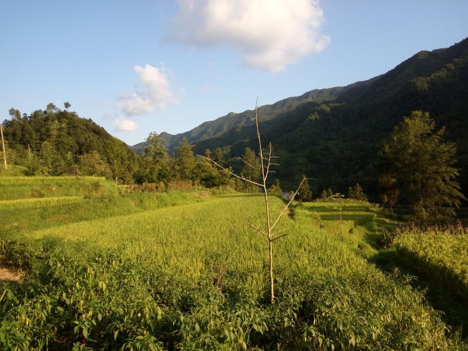 雞河壩村 雞河壩村