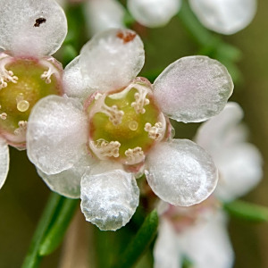 Astartea leptophylla