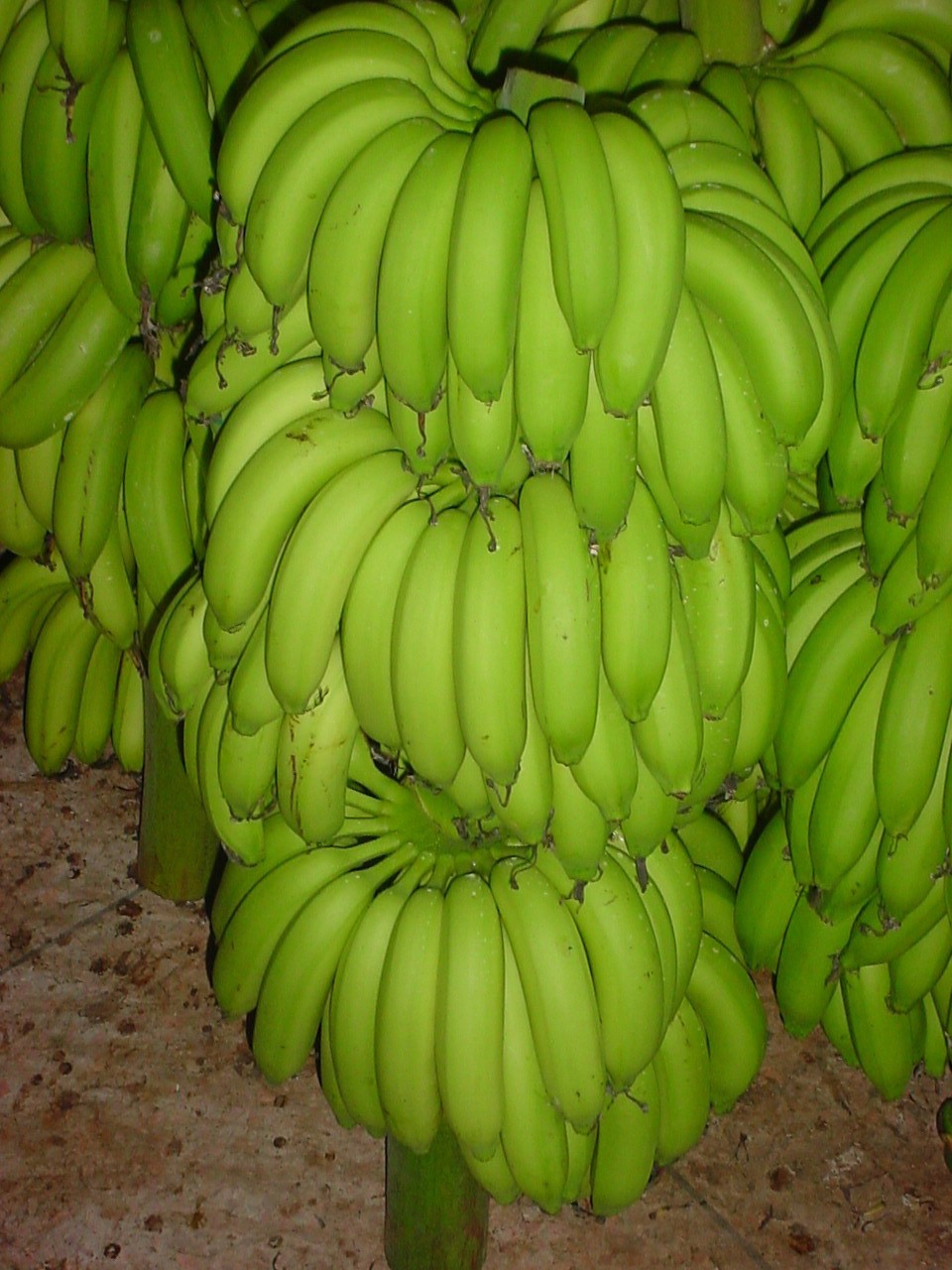 圖1 天寶香蕉青果