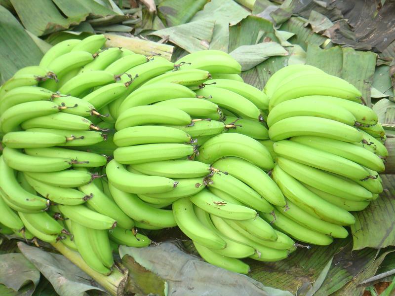 香蕉種植