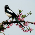 鵲(Magpie) 鵲(Magpie)