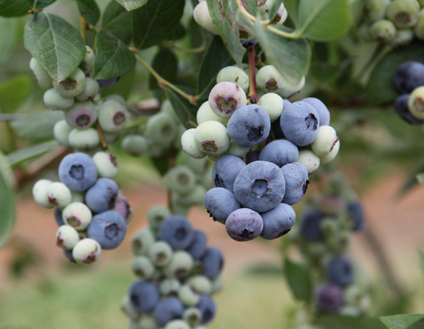 藍莓品種—赫伯特(Herberd)