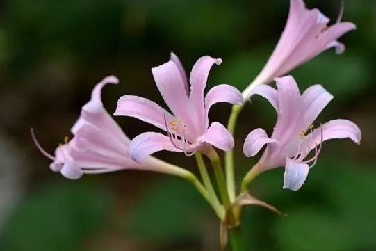 魔力花 魔力花