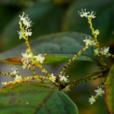 虎杖花 虎杖花