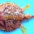 中華棘茄魚 中華棘茄魚