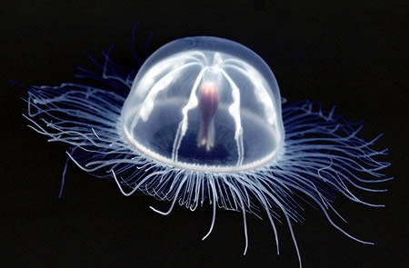 水母是刺絲胞動物 遍布全球