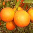 阿爾及利亞夏橙