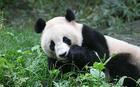 勿角大熊貓自然保護區