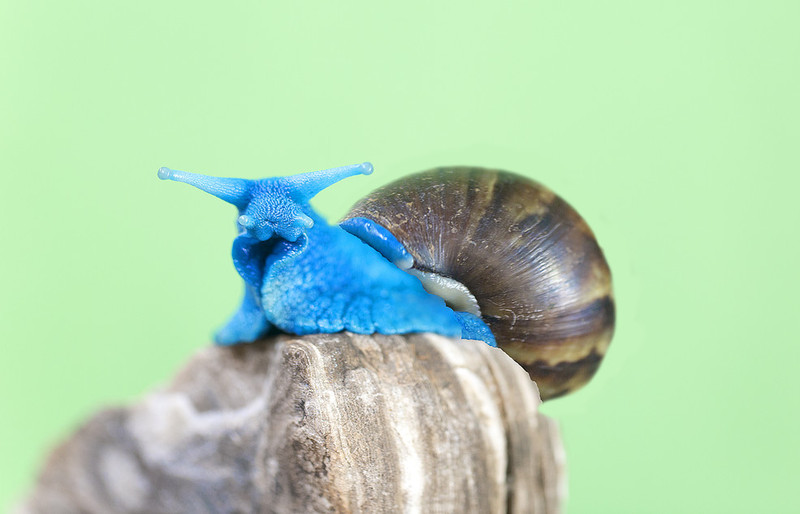 藍蝸牛(以色列罕有物種)