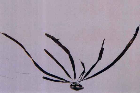 萱藻(中藥材) 萱藻(中藥材)