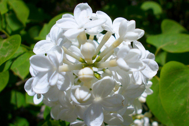 白丁香花
